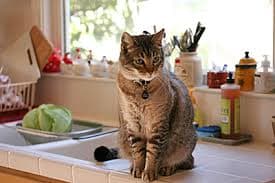 Meu gato sobe onde não pode